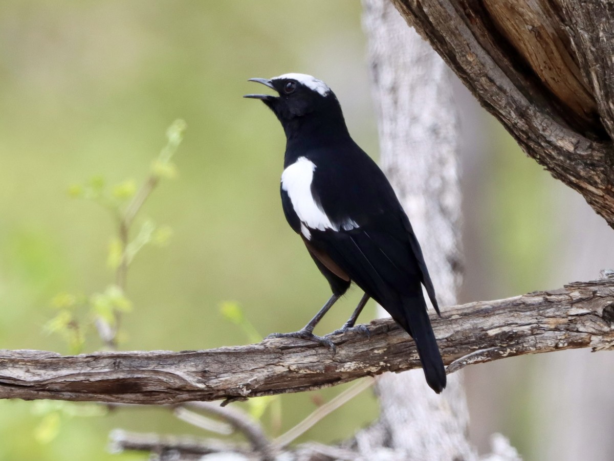 Arnot's Chat - ML644573401