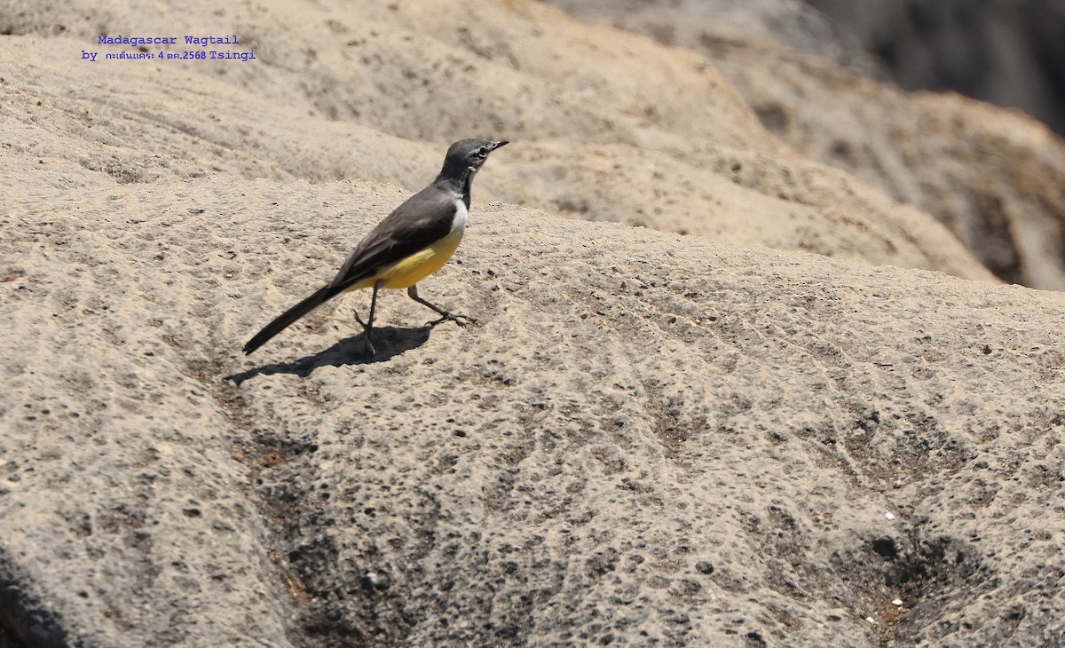 gulbukerle - ML644573403