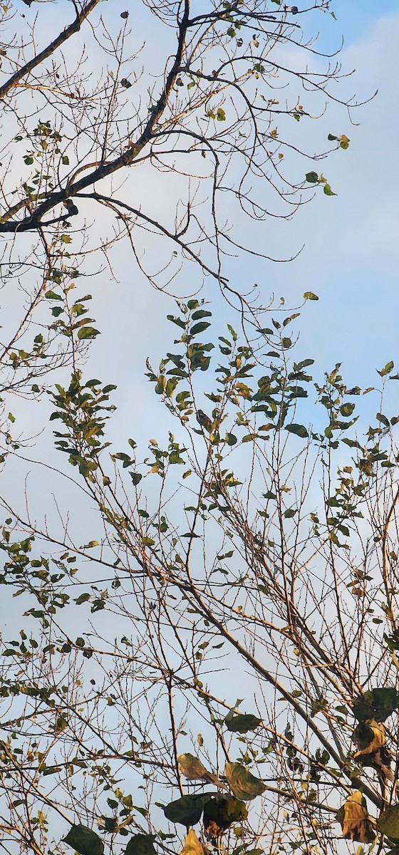 Дуулгат бужирга - ML644573414