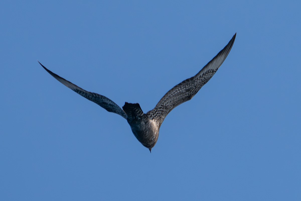 Поморник короткохвостий - ML644573415