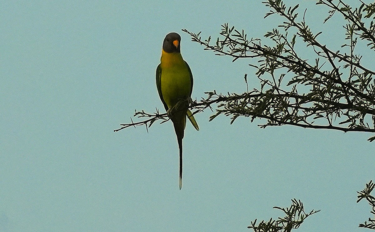 Perruche à tête prune - ML644573416