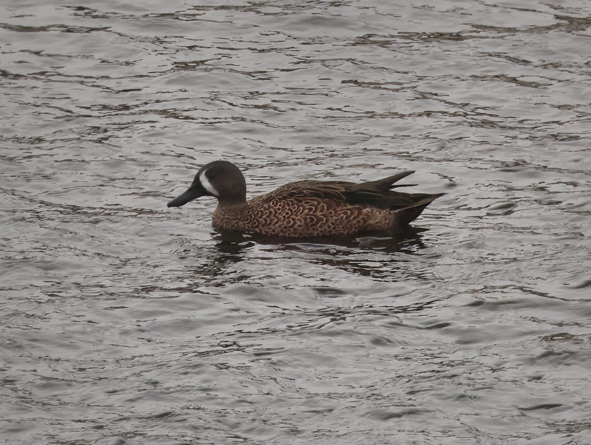 Cerceta Aliazul - ML644573422