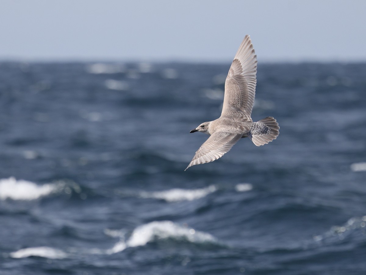 Glaucous-winged Gull - ML644573423