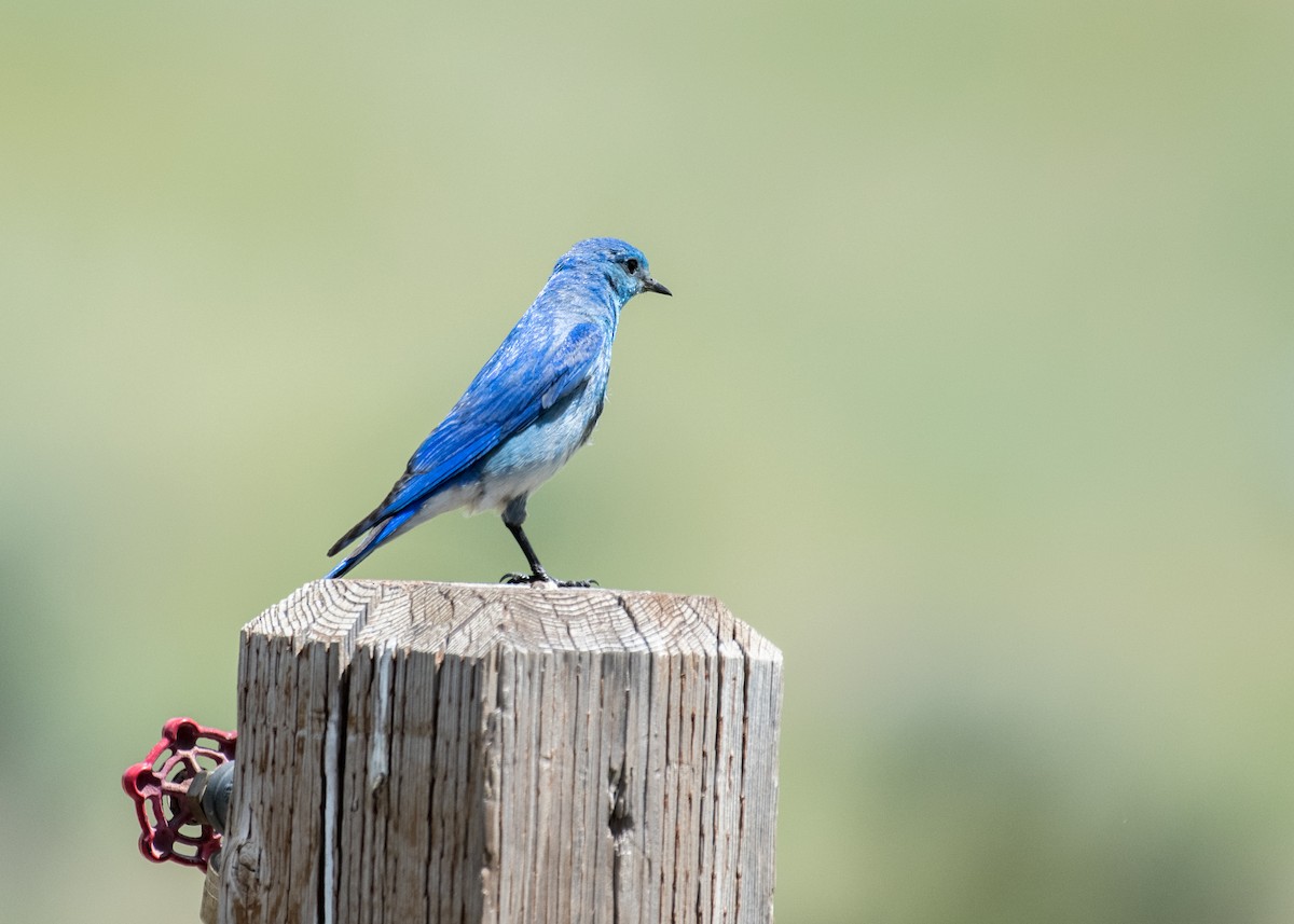 Mountain Bluebird - ML644573436
