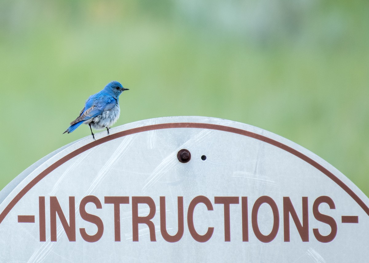 Mountain Bluebird - ML644573437