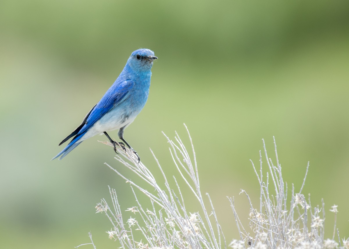 Mountain Bluebird - ML644573439