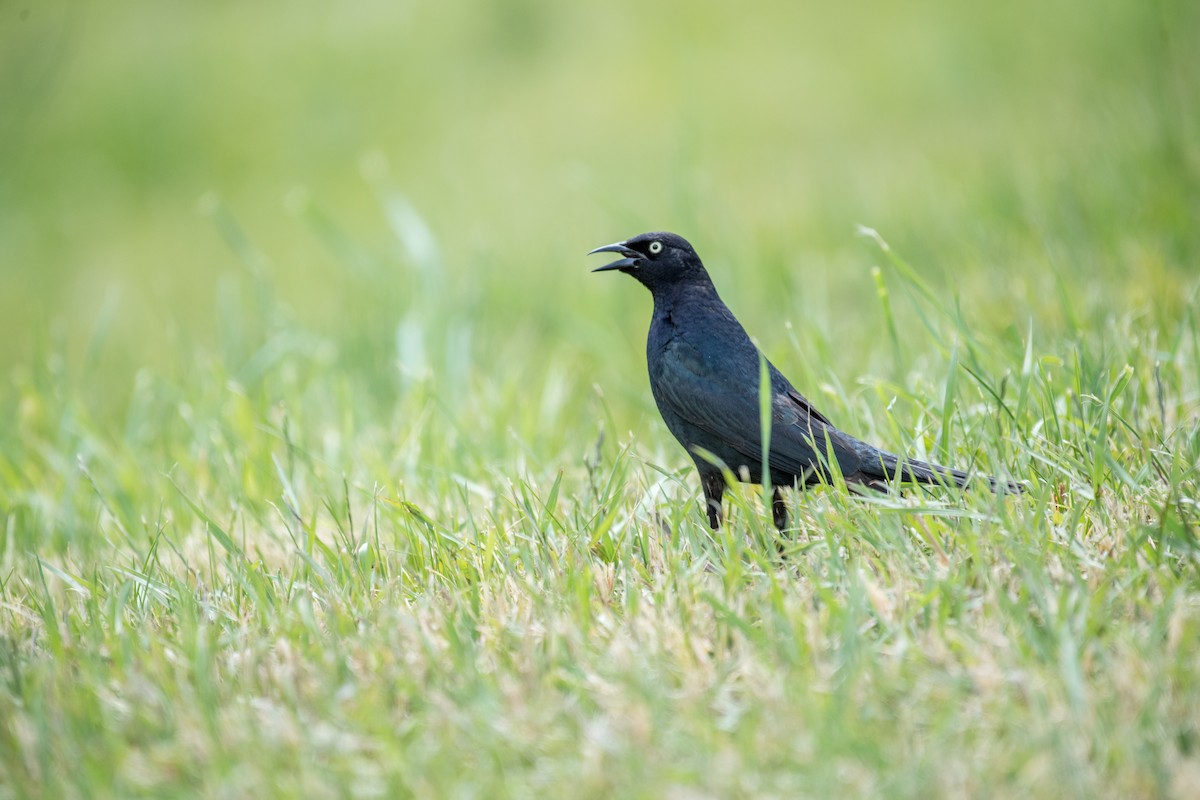 Brewer's Blackbird - ML644573441