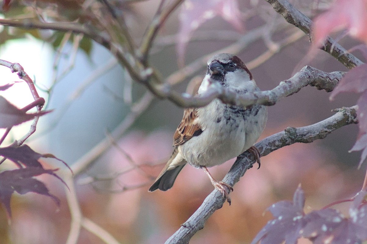 House Sparrow - ML644573444