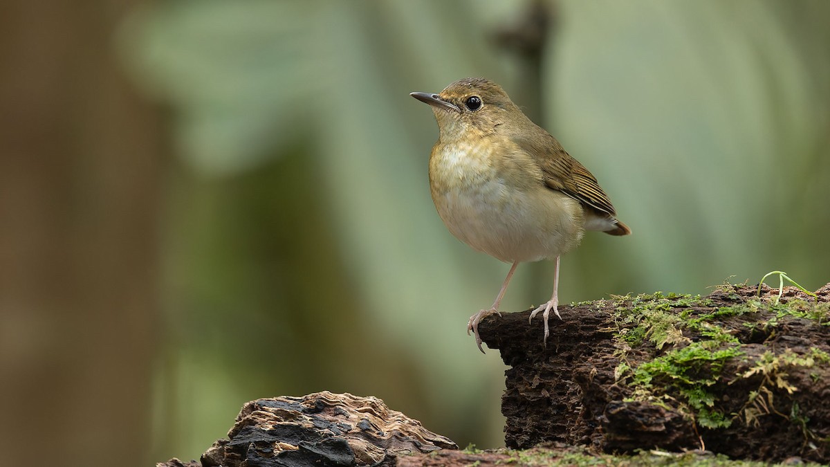זמיר תכול - ML644573447