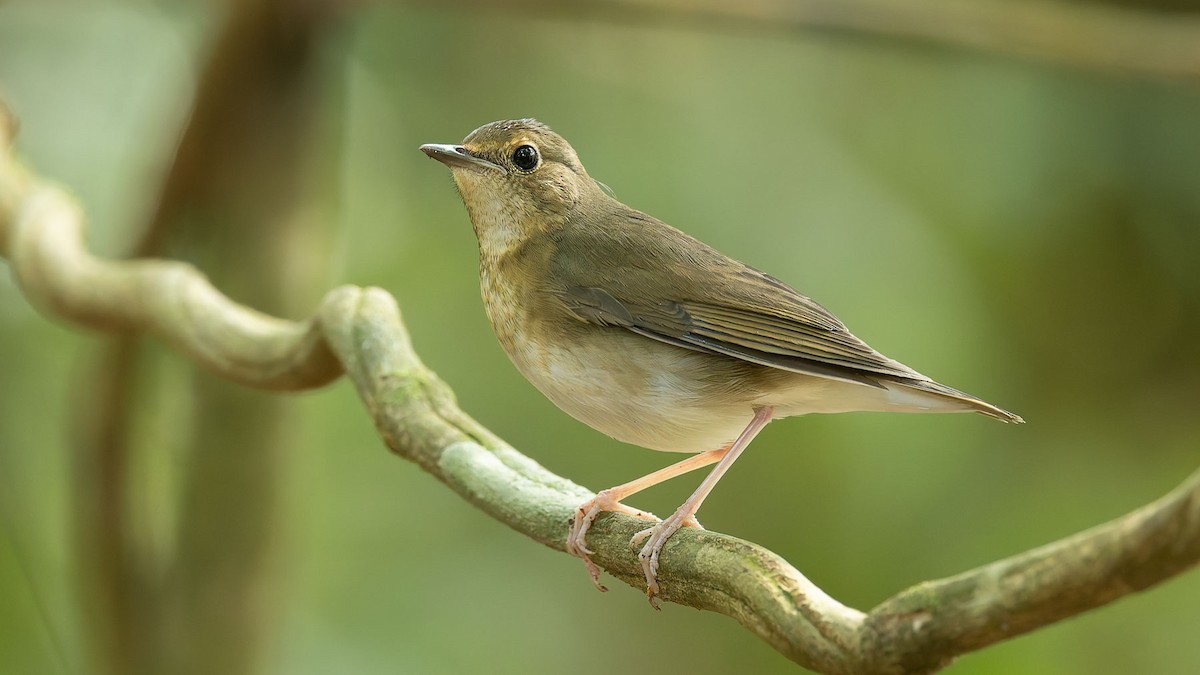 זמיר תכול - ML644573448
