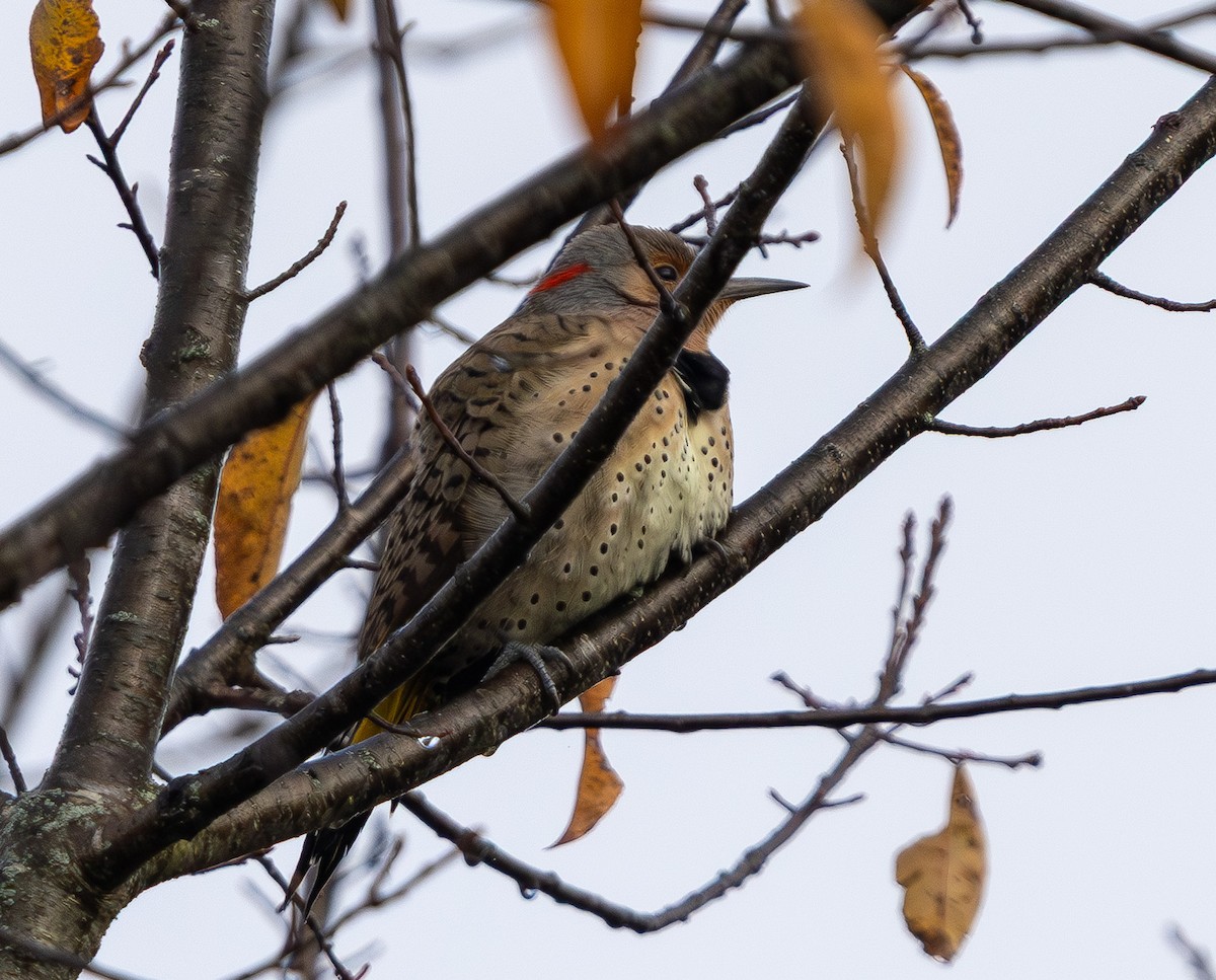 Northern Flicker - ML644573457