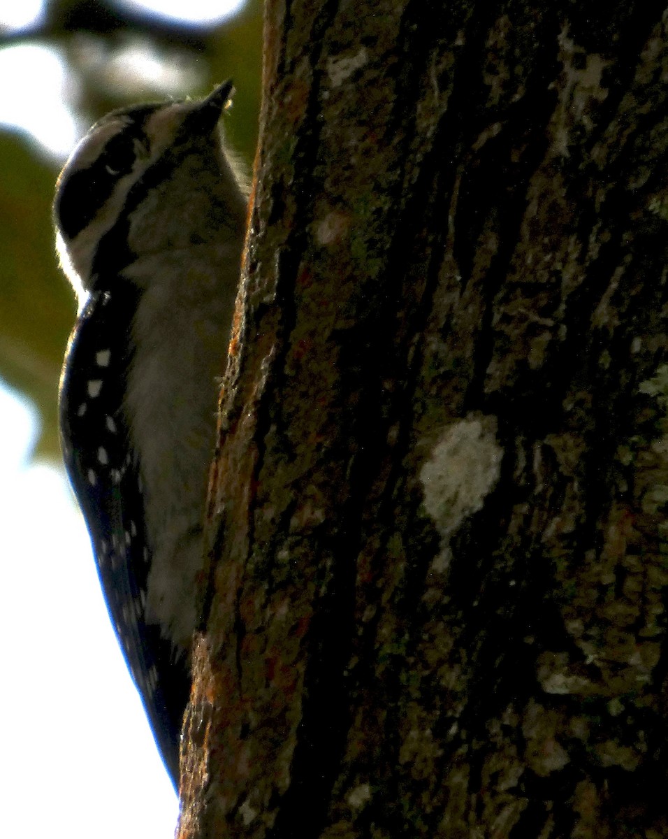 Yumuşak Tüylü Ağaçkakan - ML644573490