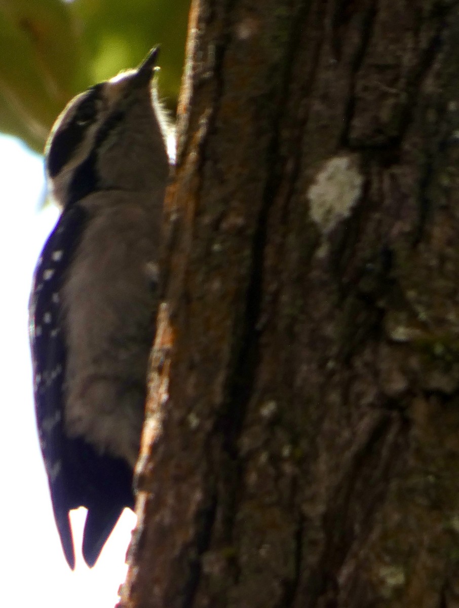 Yumuşak Tüylü Ağaçkakan - ML644573491