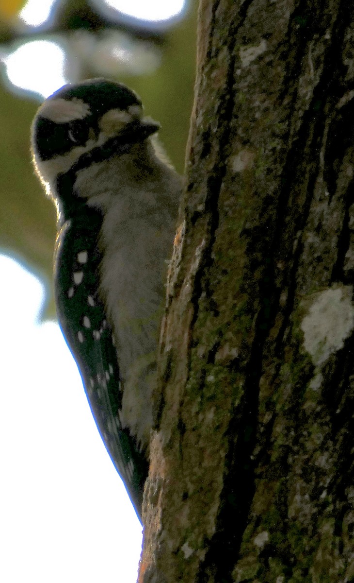 Yumuşak Tüylü Ağaçkakan - ML644573492