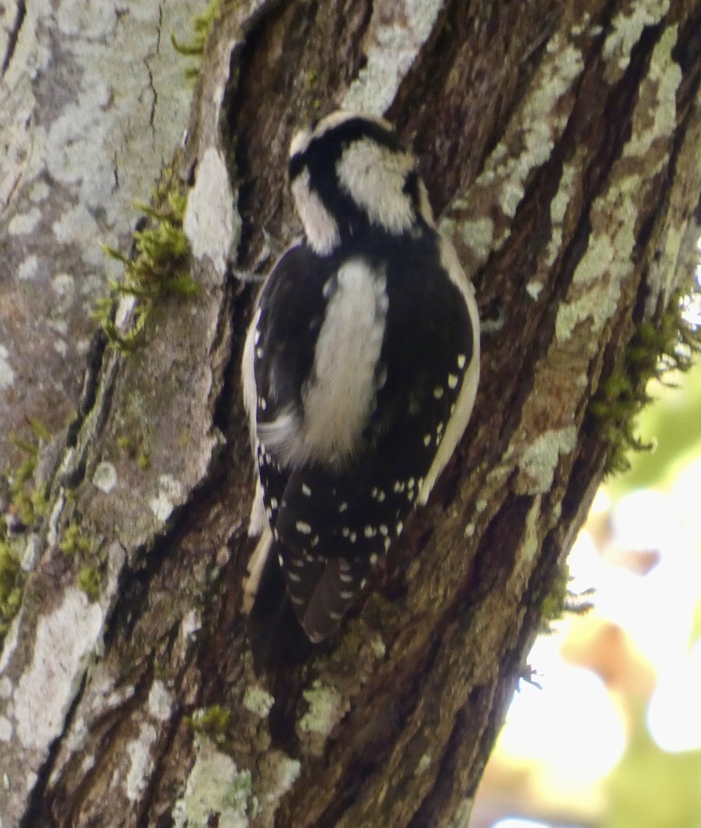 Yumuşak Tüylü Ağaçkakan - ML644573493