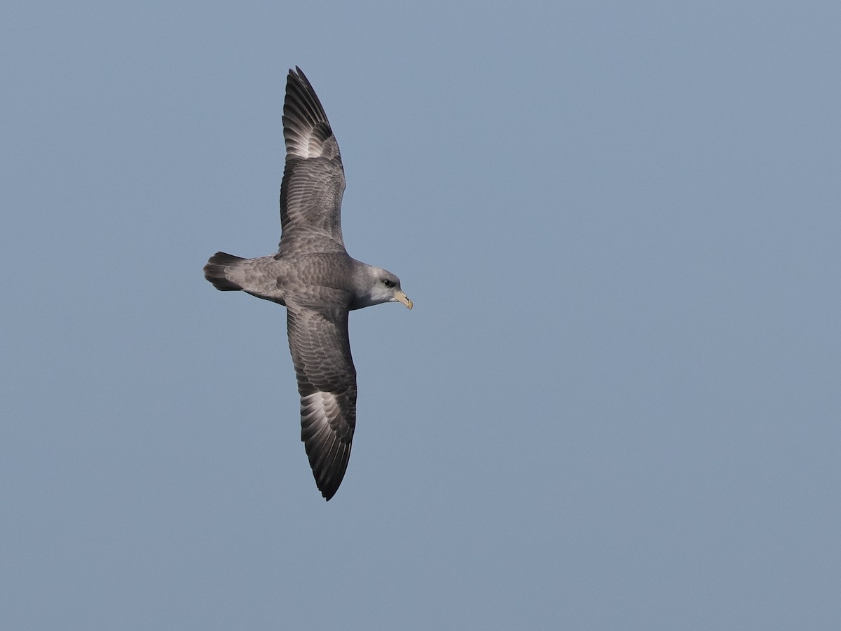 Буревісник кочівний - ML644573496