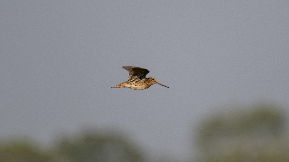 ハリオシギ - ML644573512