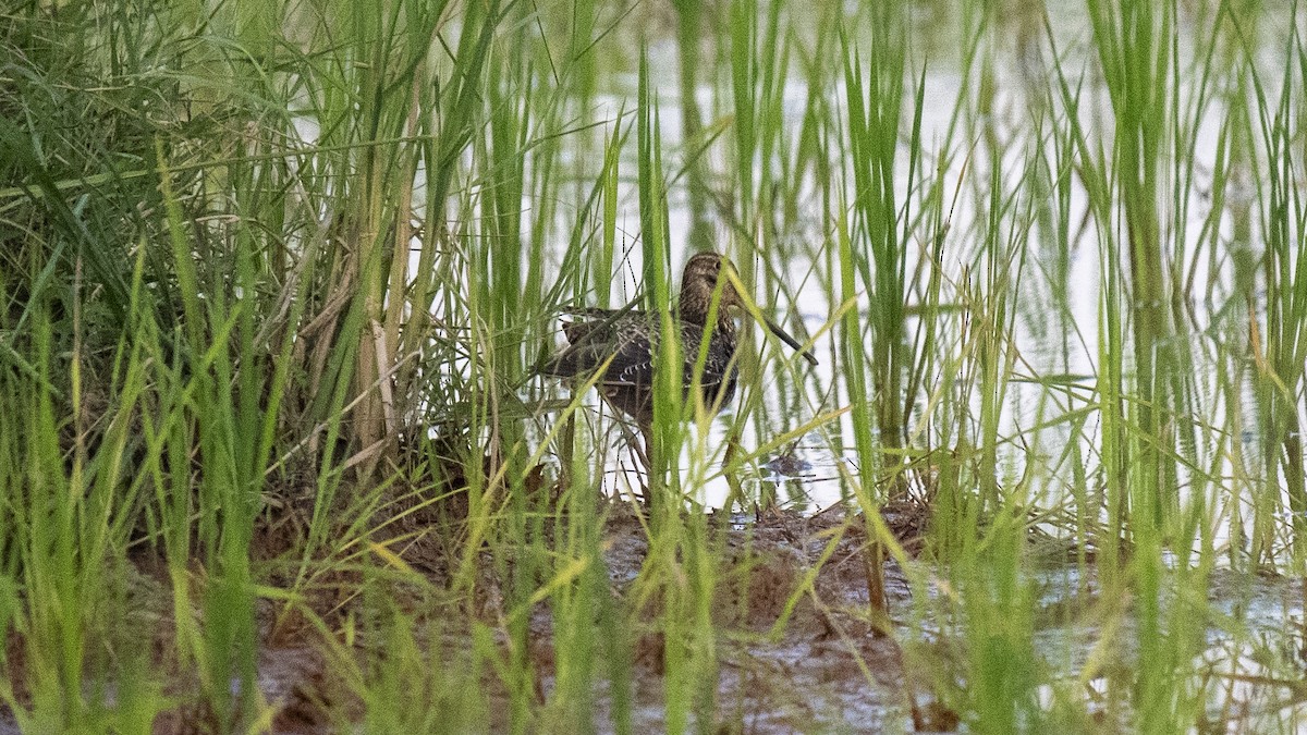 ハリオシギ - ML644573513