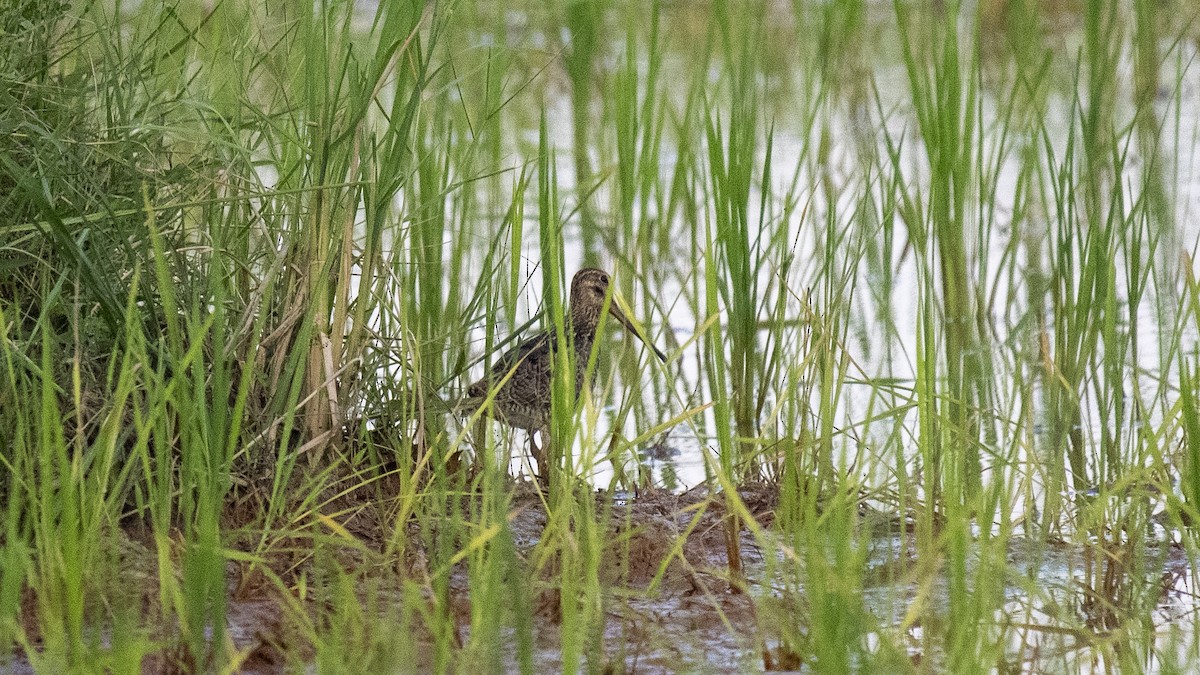 ハリオシギ - ML644573515