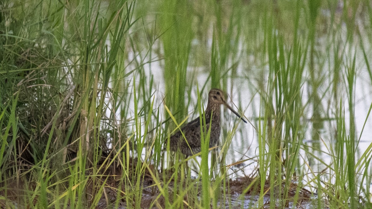 ハリオシギ - ML644573516