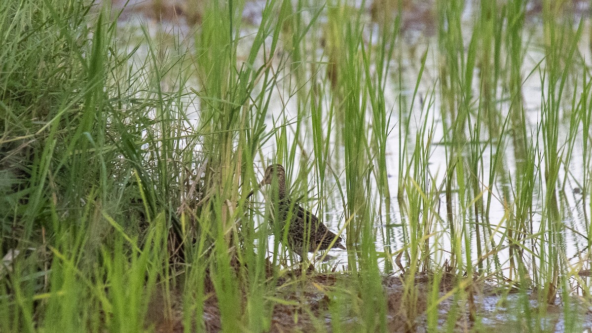 ハリオシギ - ML644573517