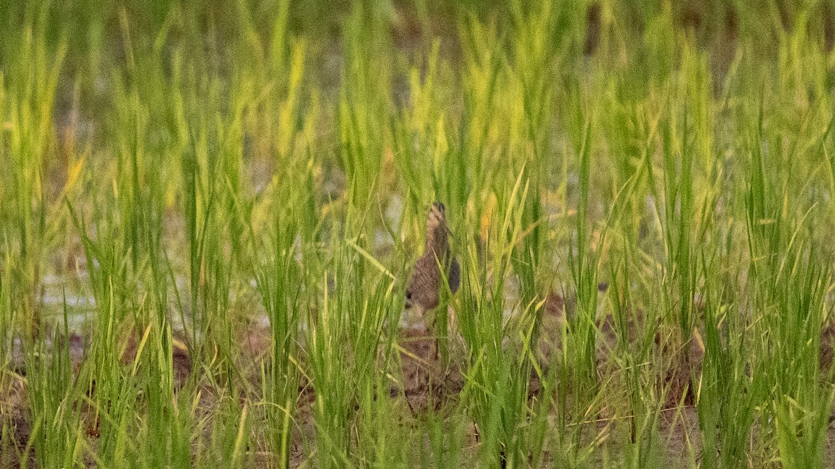 ハリオシギ - ML644573518