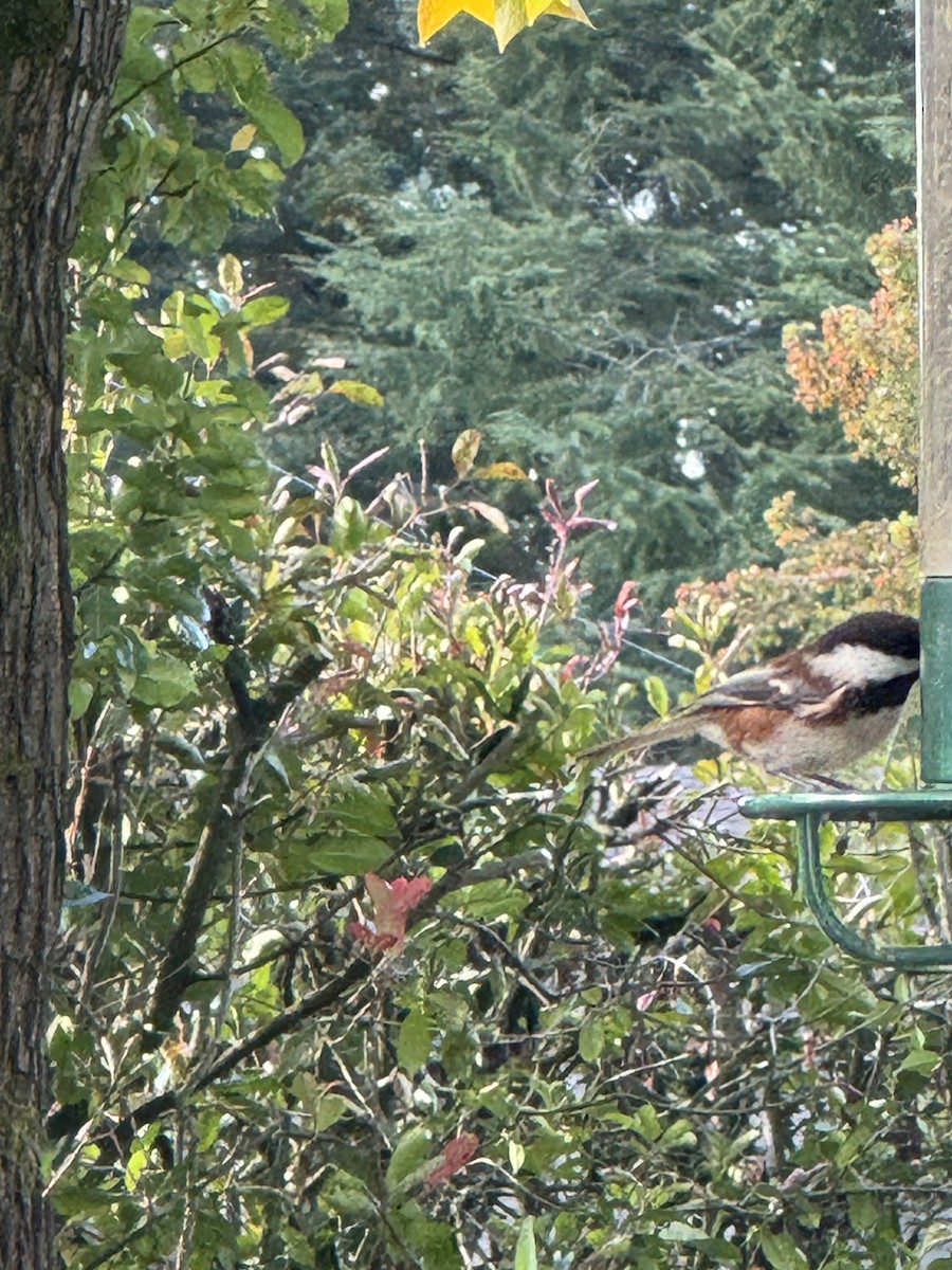 Chestnut-backed Chickadee - ML644573519
