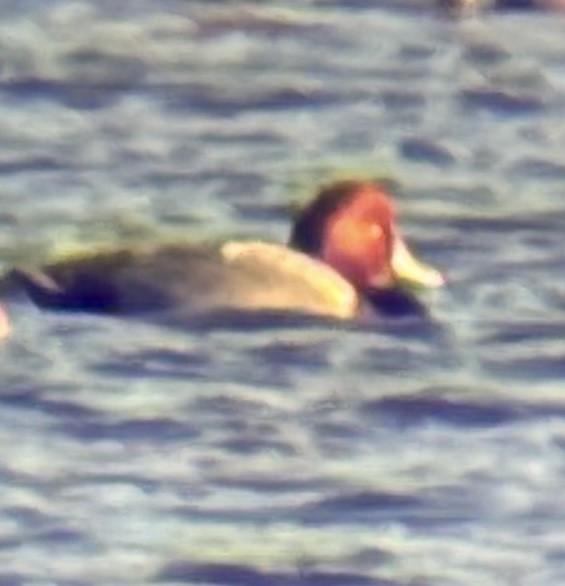 Porrón Americano - ML644573523