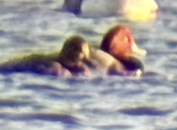 Porrón Americano - ML644573524