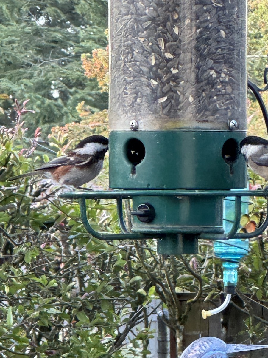 Chestnut-backed Chickadee - ML644573527