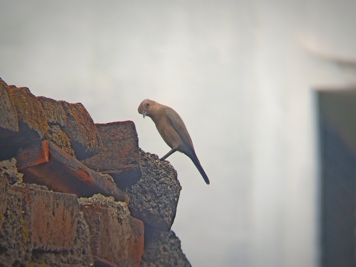 Brown Rock Chat - ML644573547