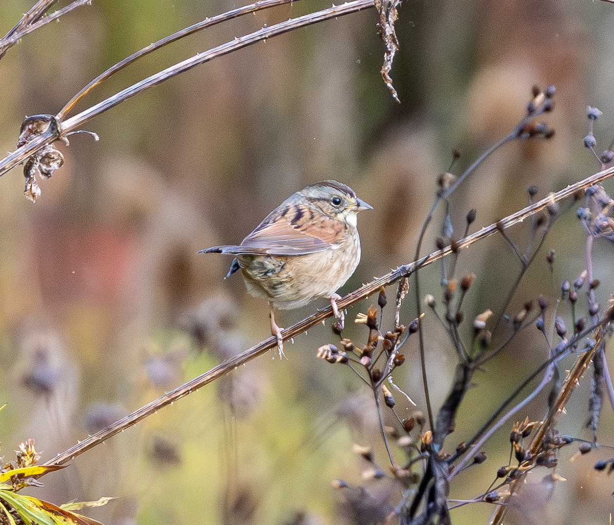 Болотная зонотрихия - ML644573561