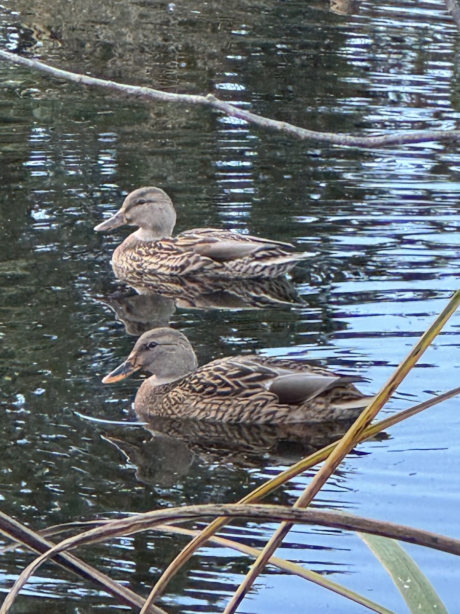 Зэрлэг нугас - ML644573571