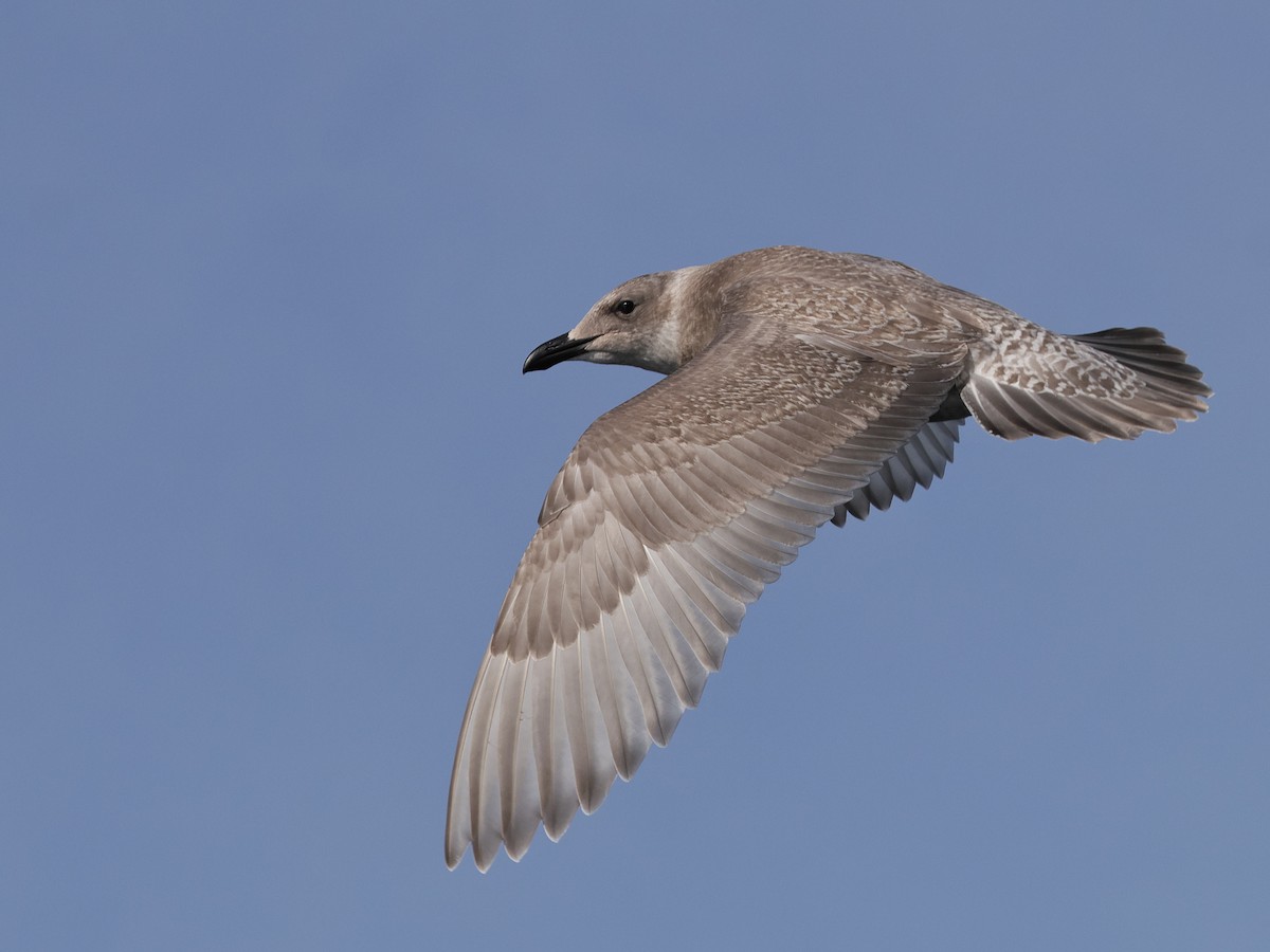 Glaucous-winged Gull - ML644573572