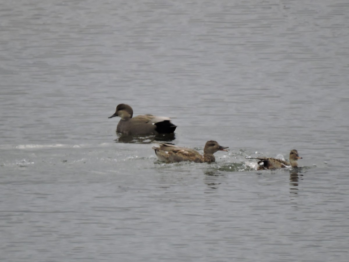 Gadwall - ML644573578