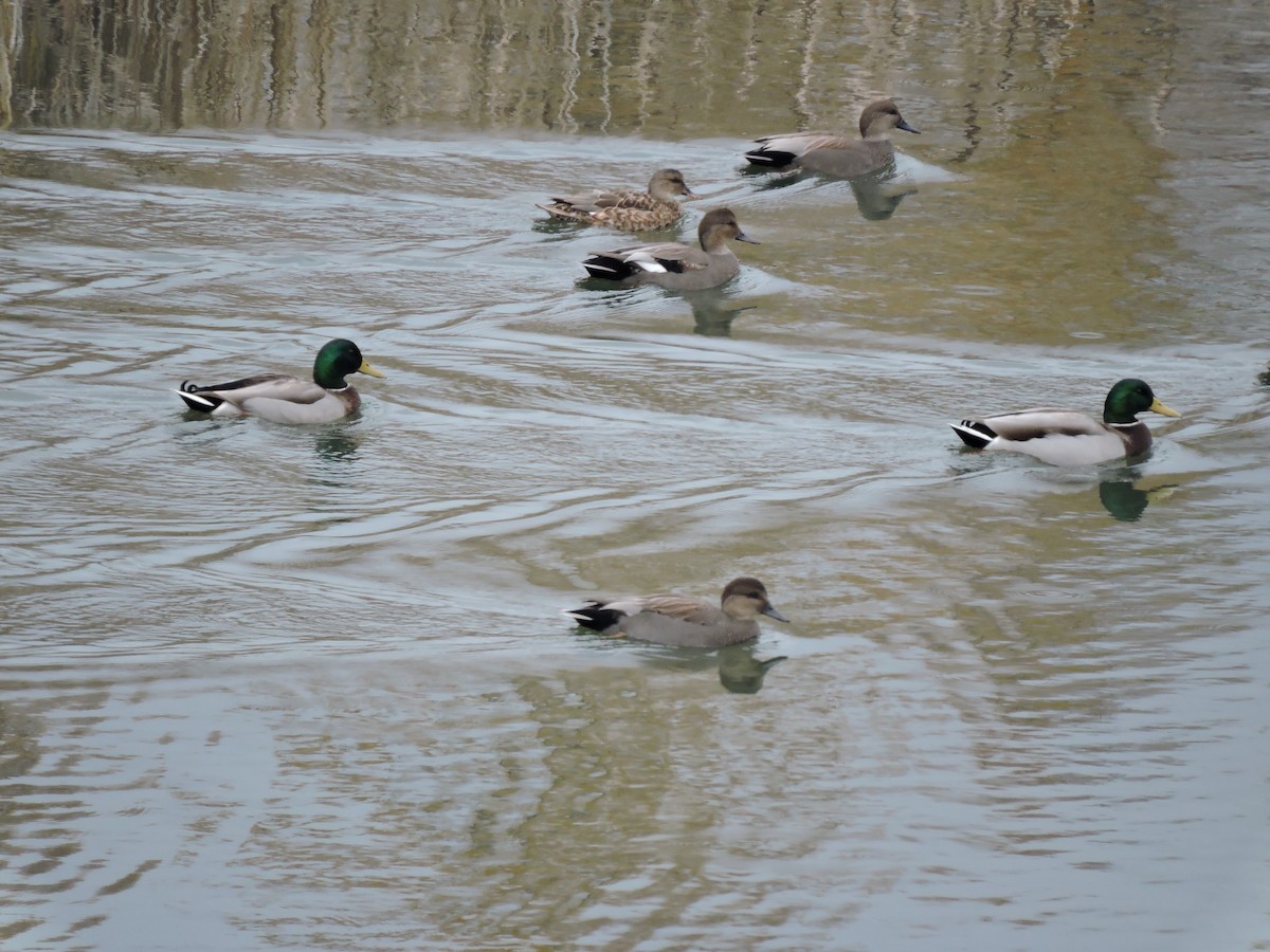 Gadwall - ML644573579
