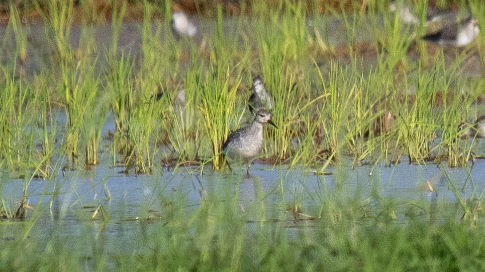 Wood Sandpiper - ML644573582