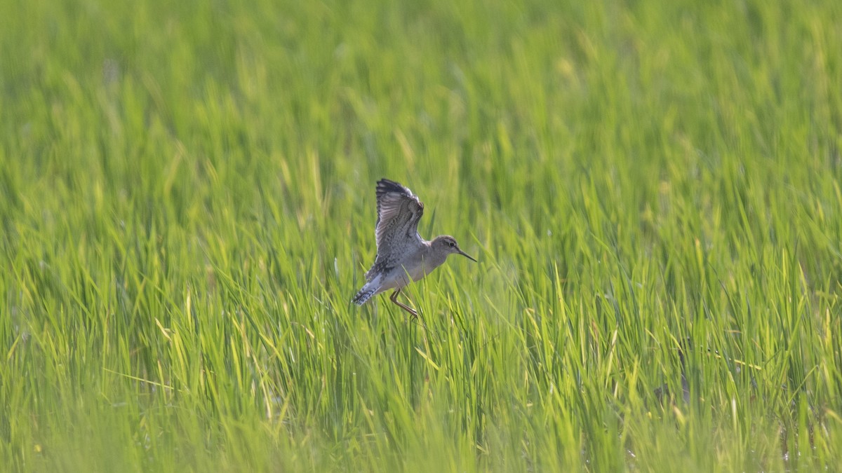 Wood Sandpiper - ML644573583