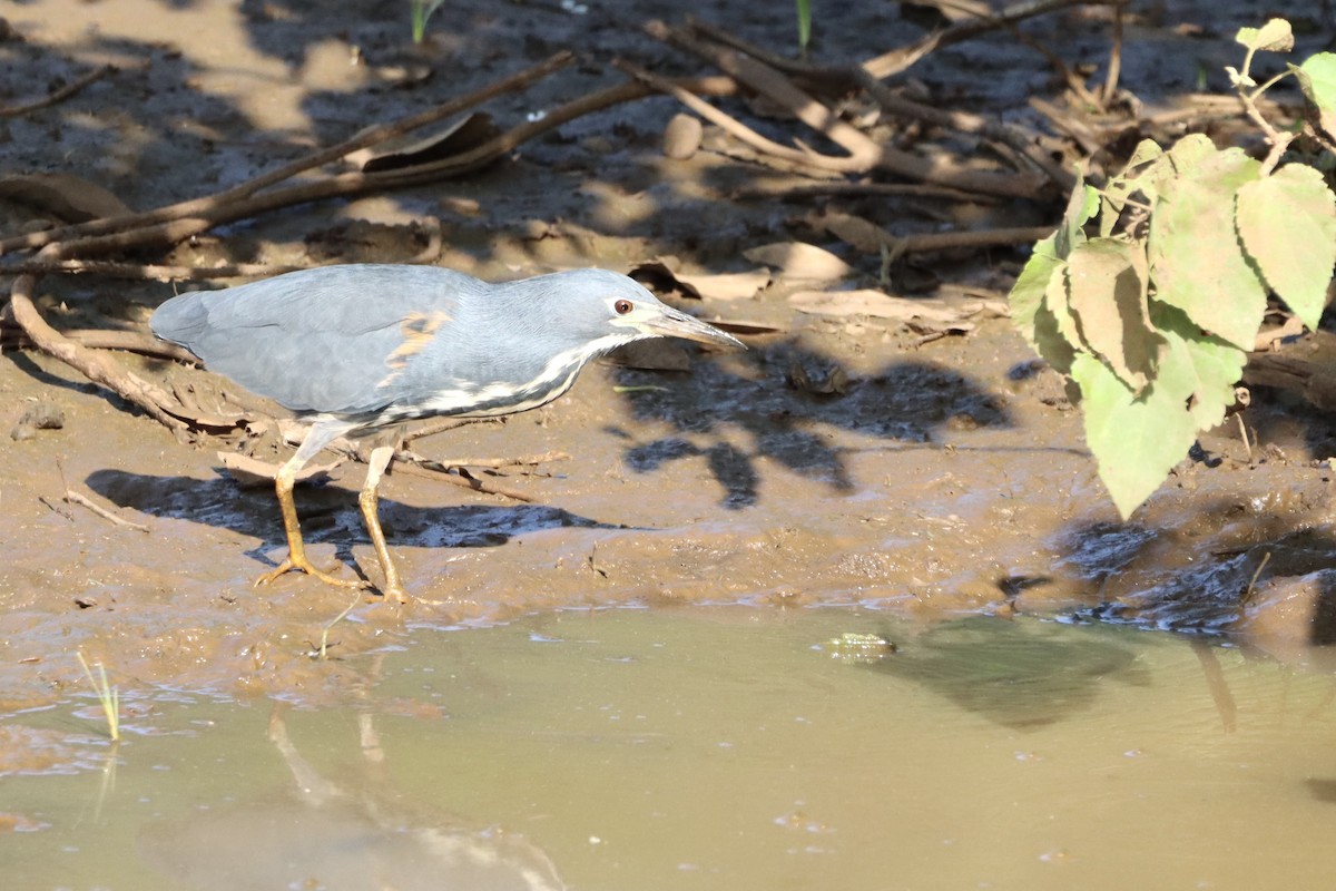 Kurşuni Küçük Balaban - ML644573589