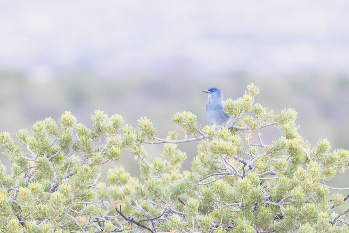 pinjeskrike - ML644573594