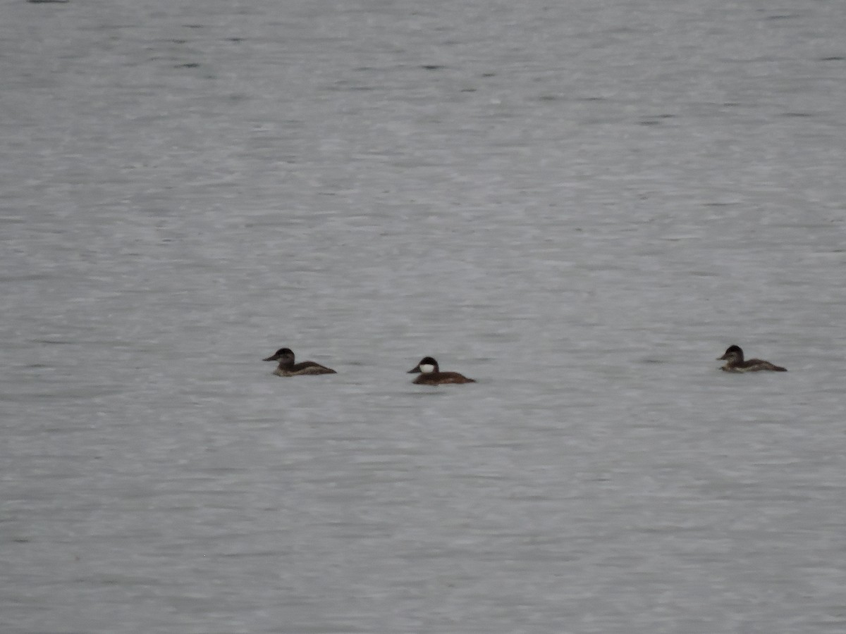 Американская савка - ML644573599