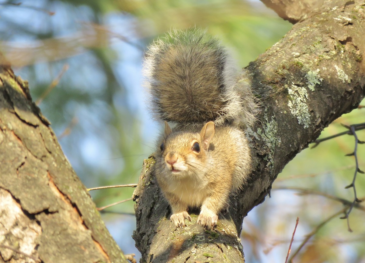 Eastern Gray Squirrel - ML644573600
