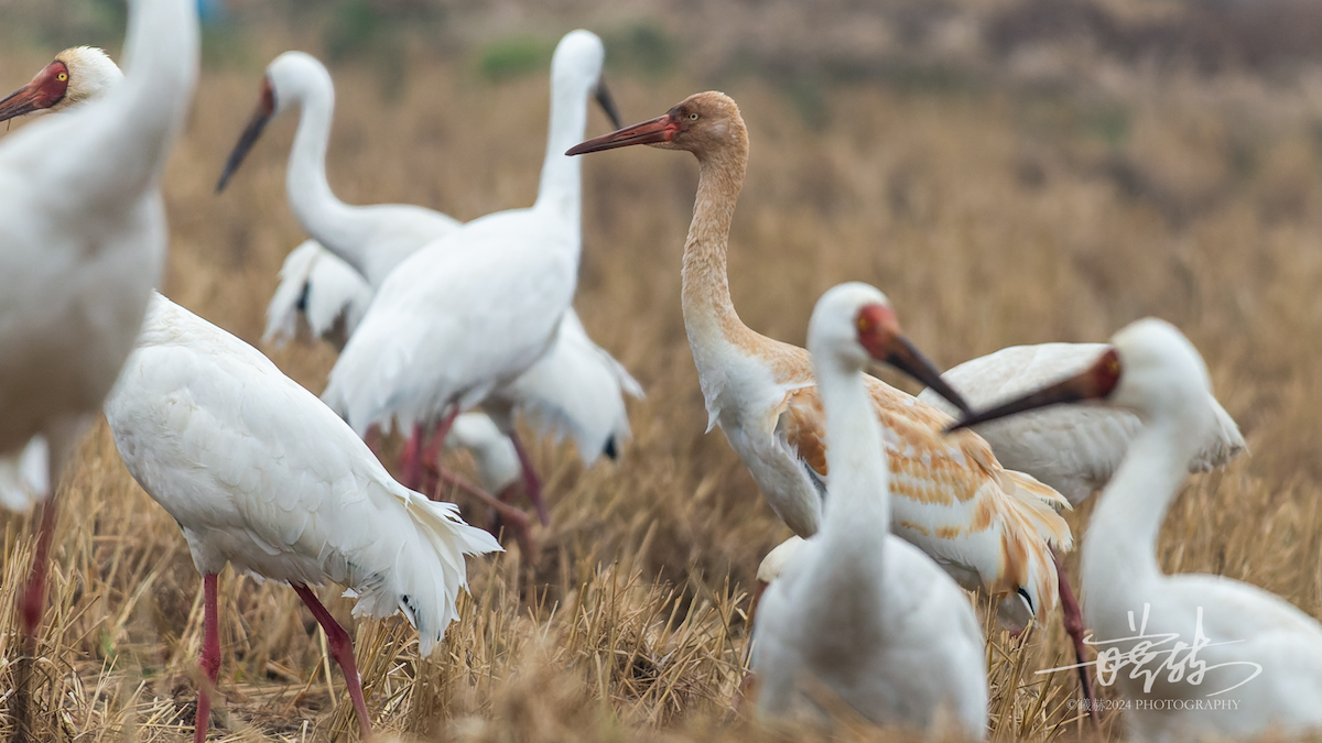 ソデグロヅル - ML644573602