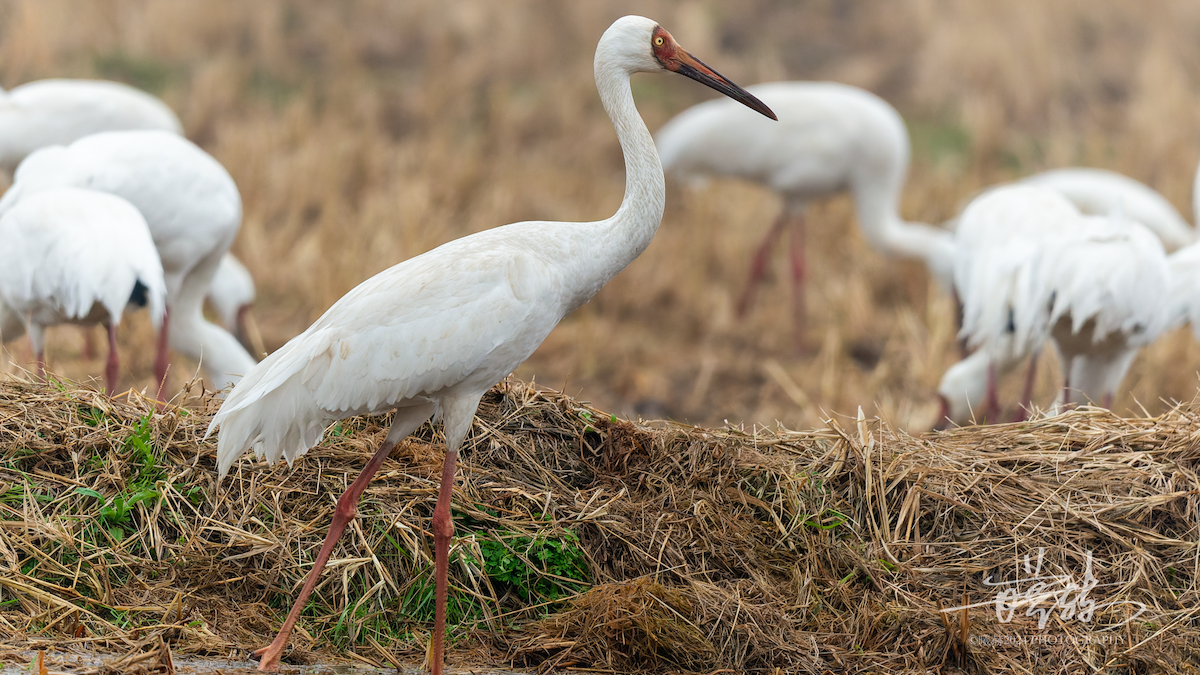 ソデグロヅル - ML644573603