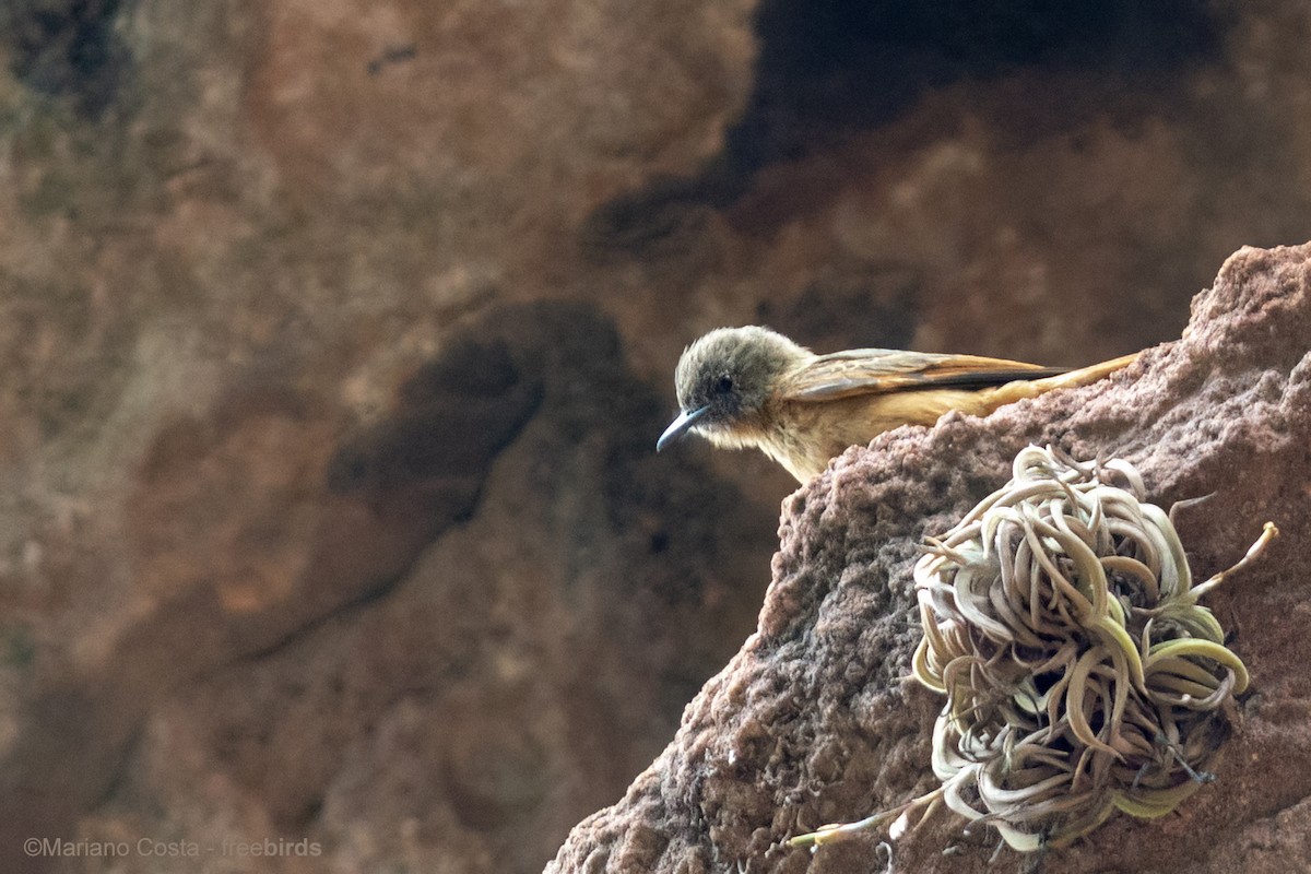 Cliff Flycatcher - ML644573605
