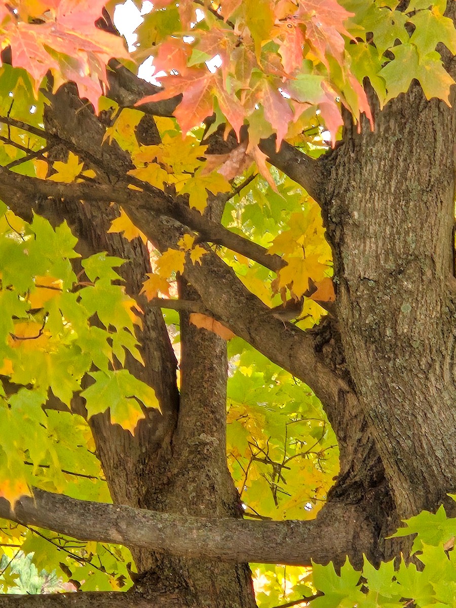 Purple Finch - ML644573606