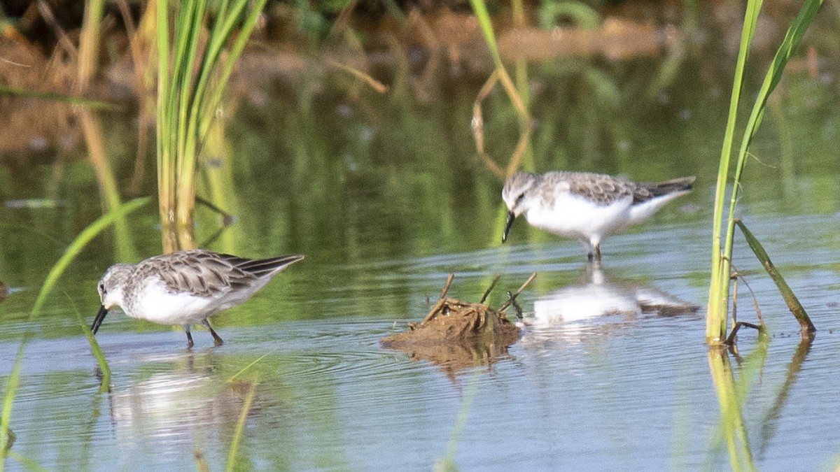 tanımsız küçük kumkuşu (Calidris sp.) - ML644573607