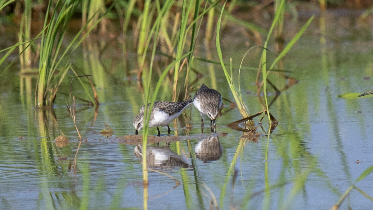 tanımsız küçük kumkuşu (Calidris sp.) - ML644573608