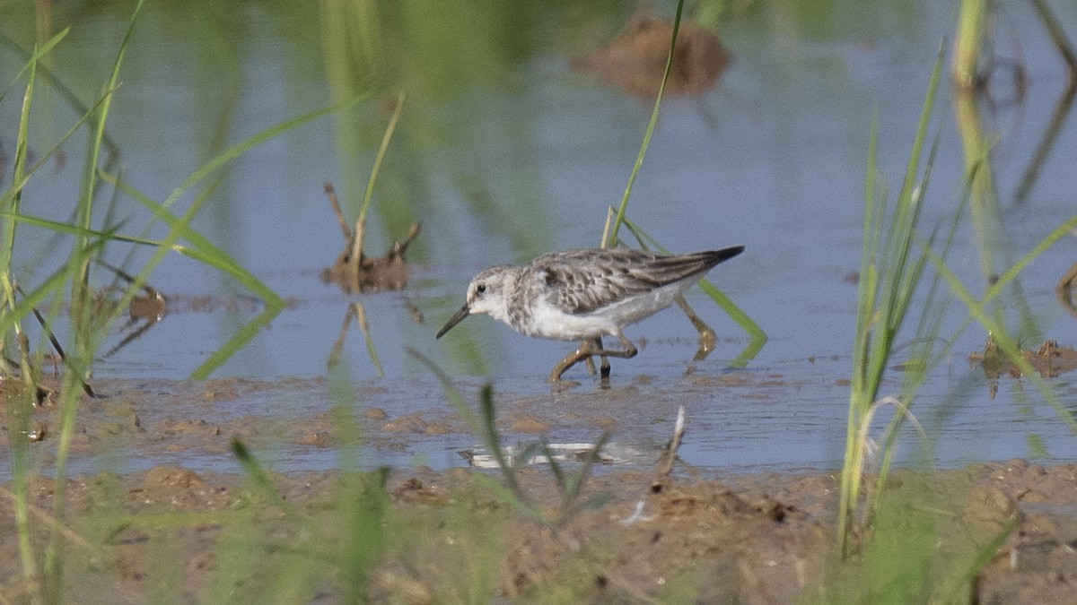 tanımsız küçük kumkuşu (Calidris sp.) - ML644573609