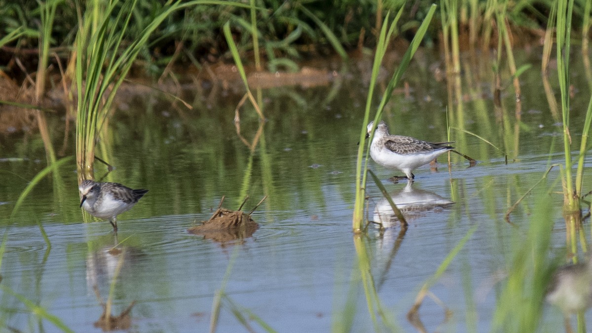 tanımsız küçük kumkuşu (Calidris sp.) - ML644573617